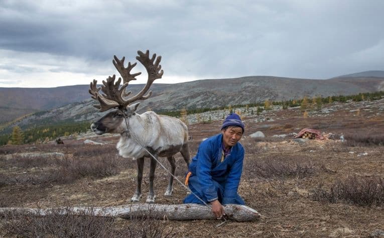 Reindeer herder in Norway