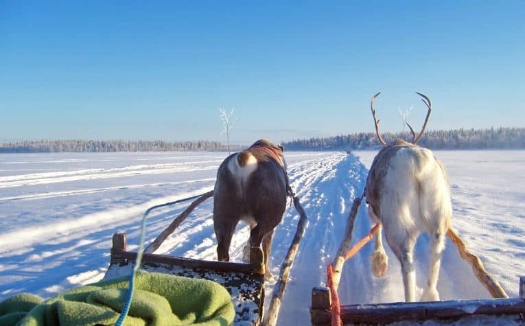 Reindeer pulling carts