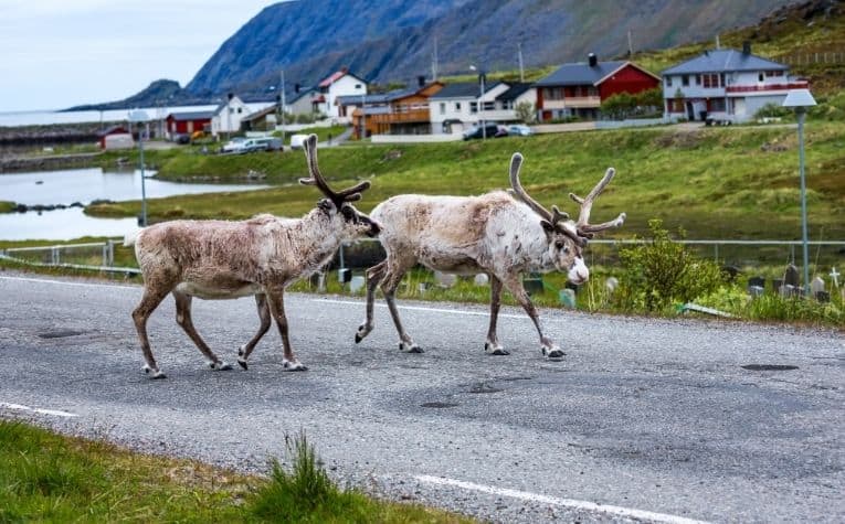 Reindeer taking a walk in Norway