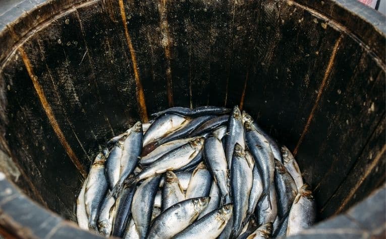 herring in a barrell