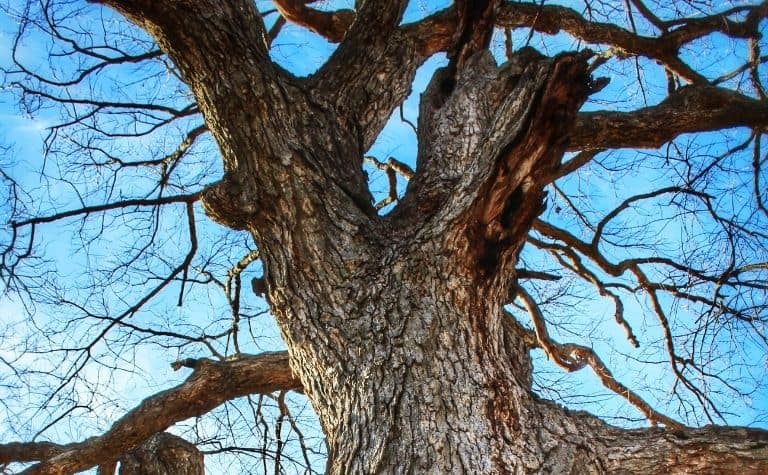 Yggdrasil tree, modern depiction