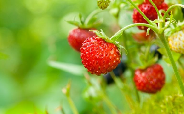 Strawberries in Scandinavia