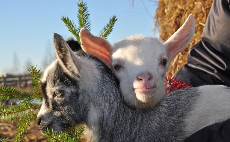 Christmas goats