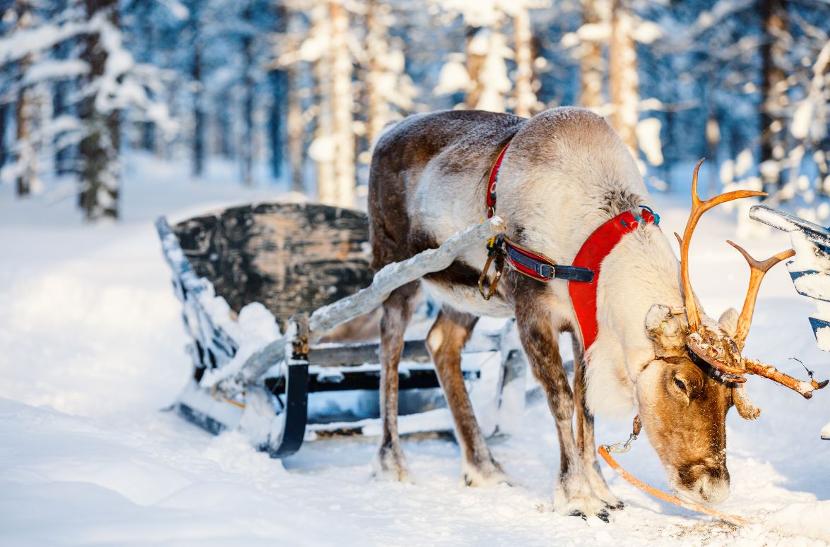What Does Santa Ride Instead of a Reindeer in Finland?